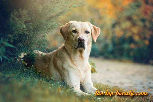 Labrador Retriever beliebt Hunderasse